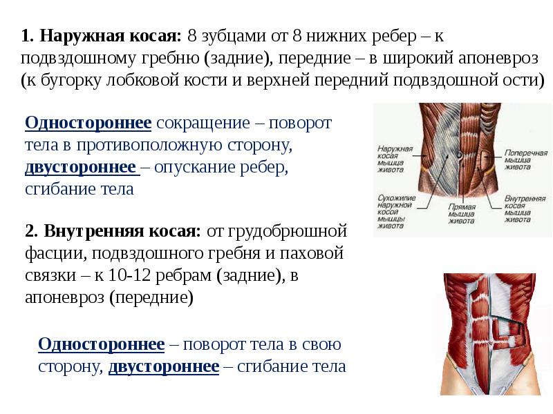 Наружная косая мышца. Наружная косая мышца живота апоневроз. Апоневроз наружной косой мышцы живота функция. Апоневроз наружной косой мышцы функции. Мышцы Введение анатомия.