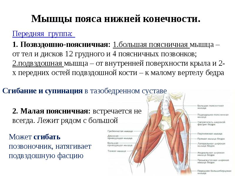 Мышцы анатомия презентация - 90 фото