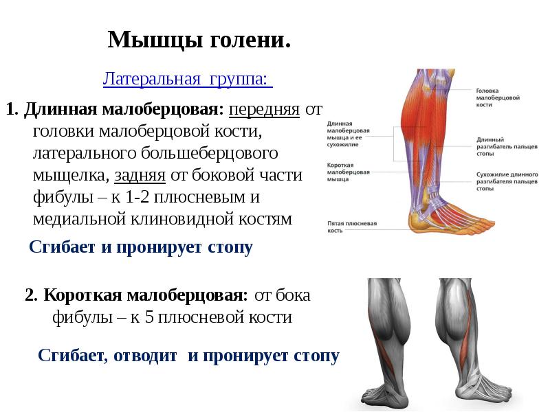 Мышечная система презентация