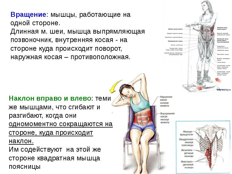 Мышечная система презентация