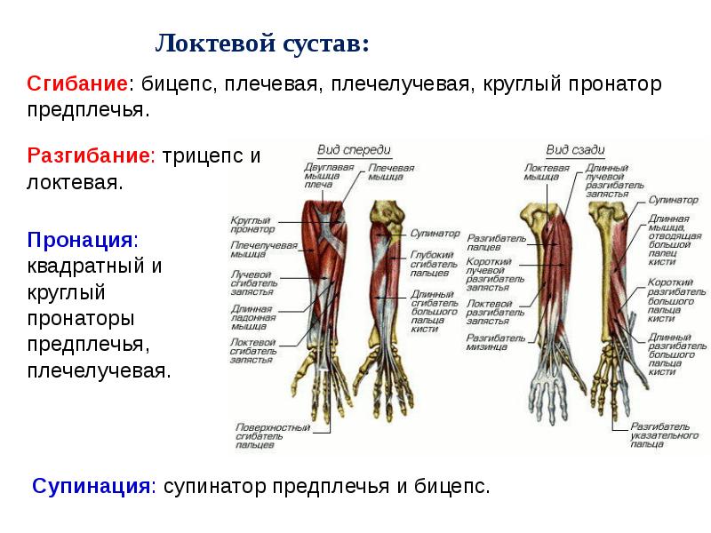 Мышечная система презентация