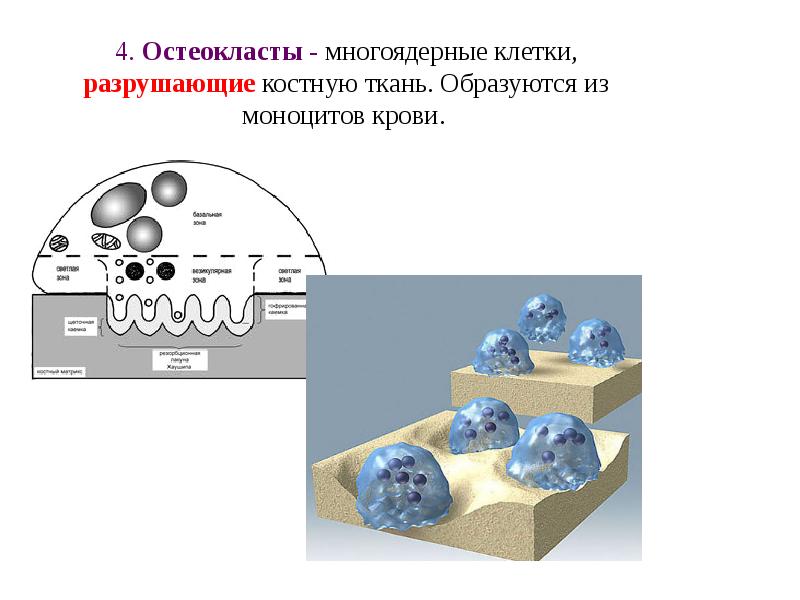 Схема строение остеокласта