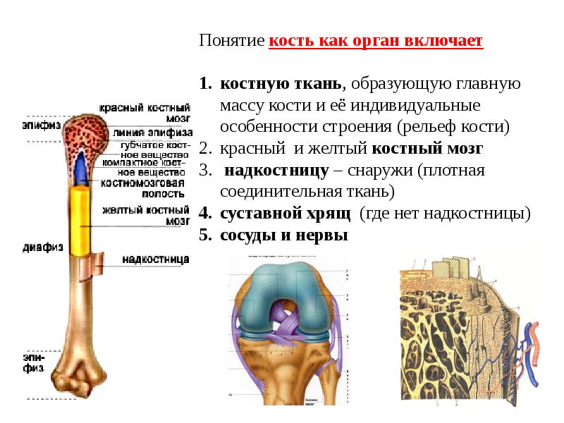 Скелет строение состав и соединение костей 8 класс презентация