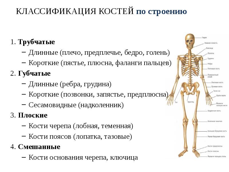 Губчатые кости скелета