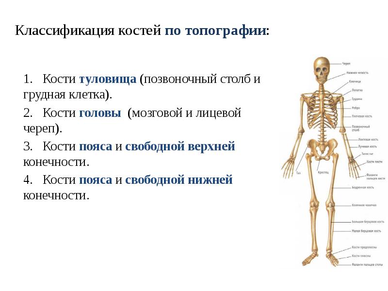 Классификация костей скелета