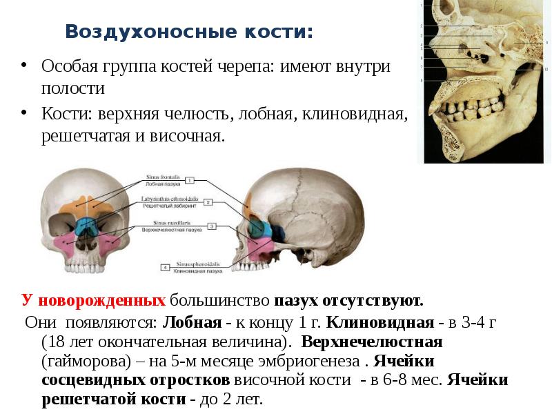 Какие кости имеют. Возрастные особенности воздухоносных костей черепа. Перечислите воздухоносные кости черепа. Воздухоносные полости костей черепа. Скелет головы воздухоносные кости.