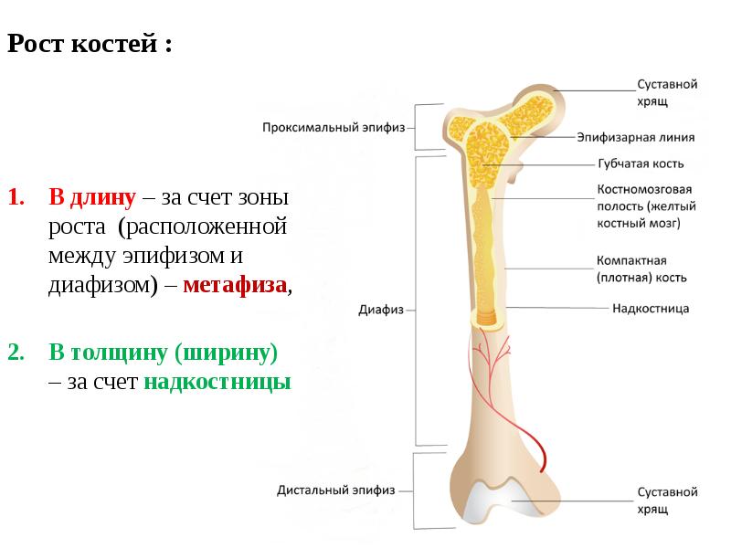 Какие структуры кости взрослого человека обозначены на рисунке цифрами