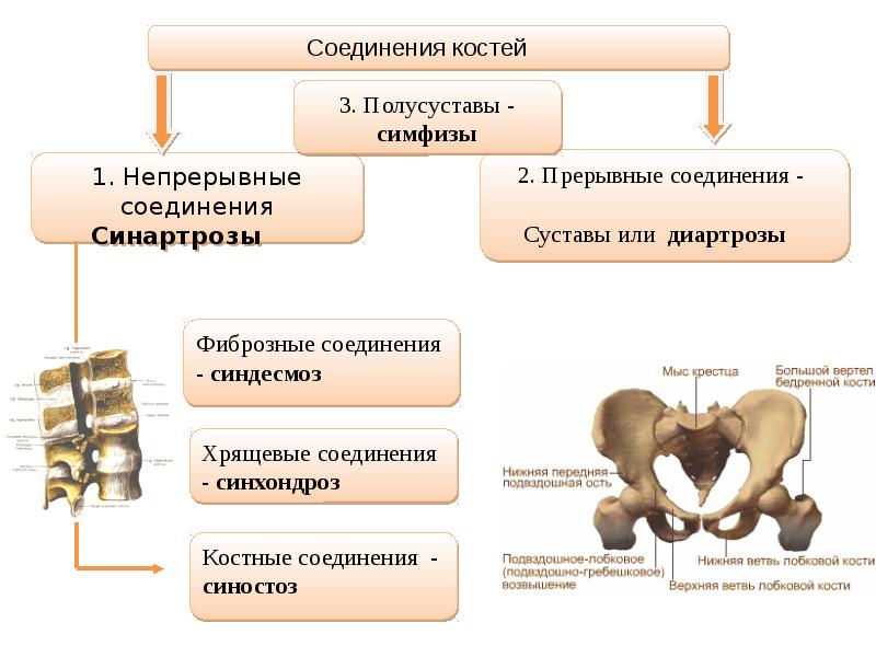 Непрерывные кости. Полусуставы симфизы. Симфиз непрерывный соединение костей. Соединения костей сустав симфизы непрерывные соединения. Типы соединения костей схема.
