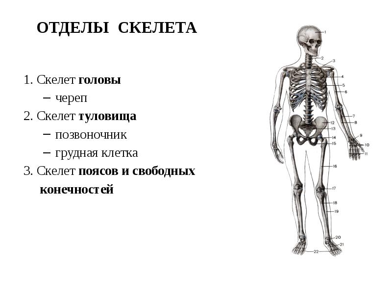 Для скелета не характерна