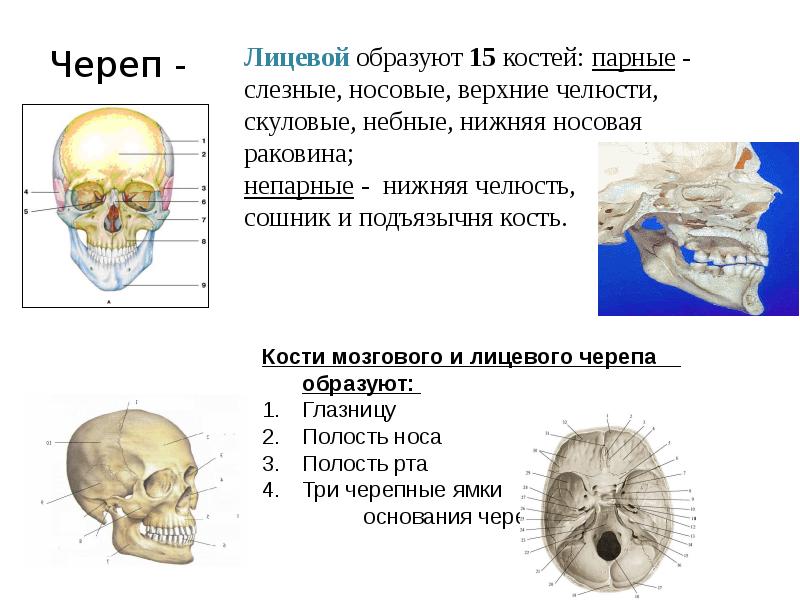 Кости черепа презентация анатомия