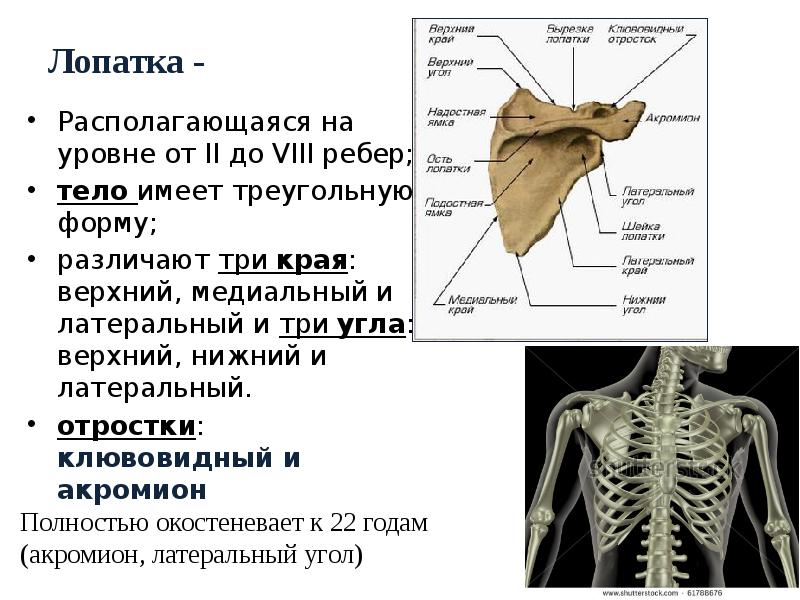 Где находится лопатка у человека фото