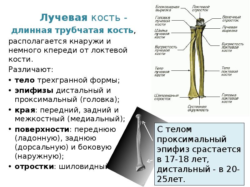 дистальный конец локтевой кости