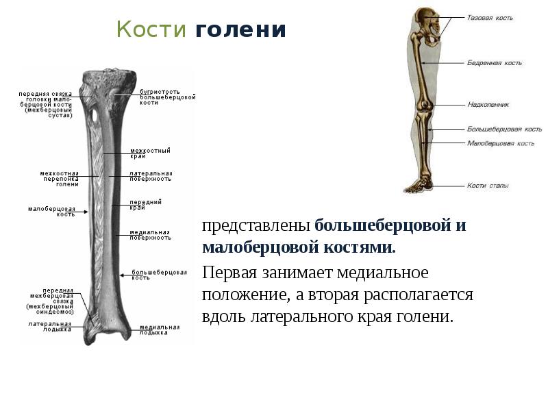 Большеберцовая кость где находится фото