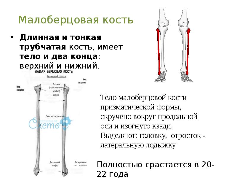 Назовите длинные кости. Малоберцовая кость трубчатая. Самая длинная кость человека. Строение скелета руки человека. Строение скелета для детей.