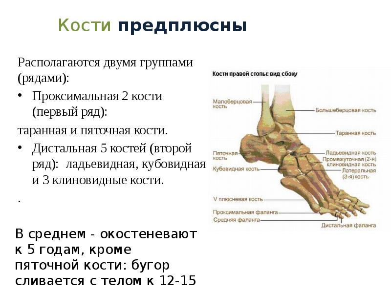 Строение костей стопы человека фото с описанием