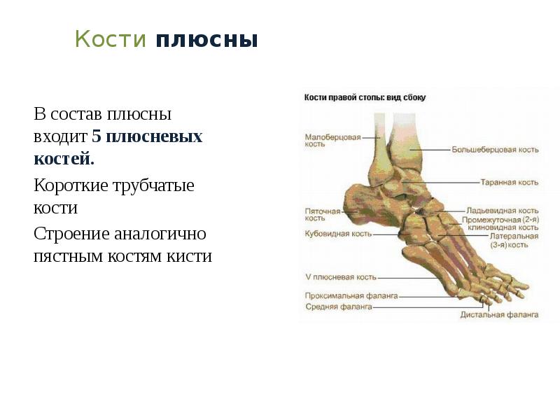 Кости входящие в состав. Кости плюсны строение. Строение плюсневой кости стопы. Плюсна строение анатомия. 5 Плюсневая кость стопы анатомия.