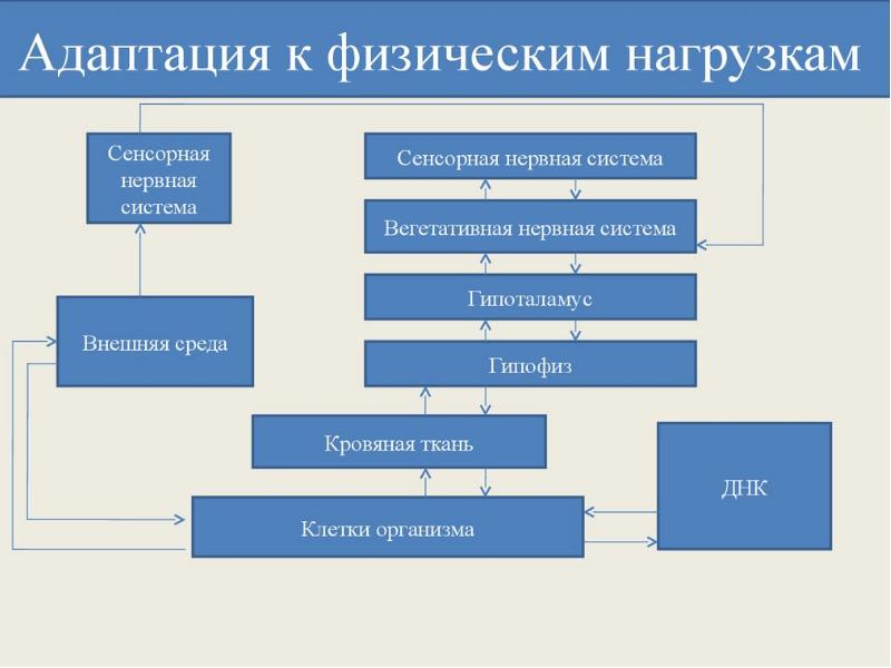 Адаптация к физическим нагрузкам презентация