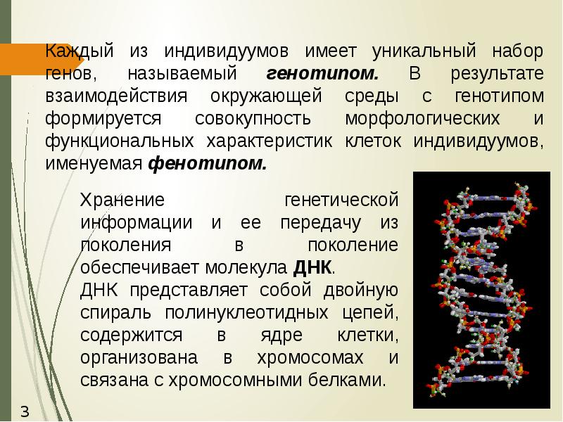 Геном называют. Набор генов. Уникальный набор генов. Результат взаимодействия генотипа с факторами окружающей среды. Совокупность генов клеточного ядра.