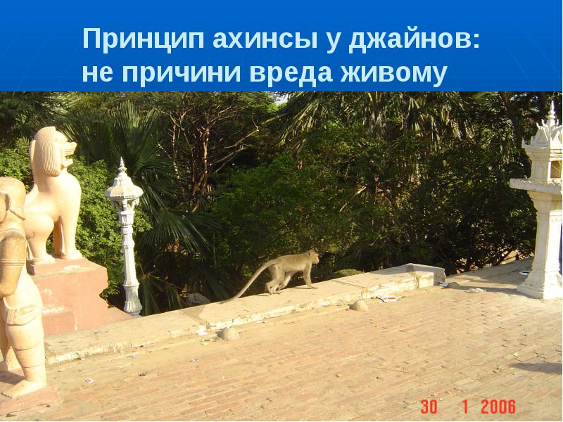 Принцип ахинсы у джайнов: не причини вреда живому Принцип ахинсы у джайнов: не причини вреда живому