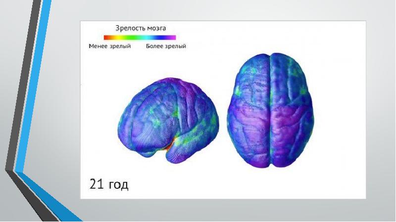 Зрелость мозга. Созревание мозга. Этапы созревания мозга. Этапы созревания мозга у детей.