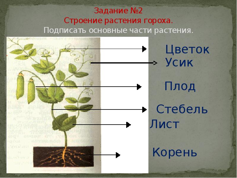 Корень лист цветок плод. Строение гороха. Горох части растения. Строение листа гороха. Горох строение растения.