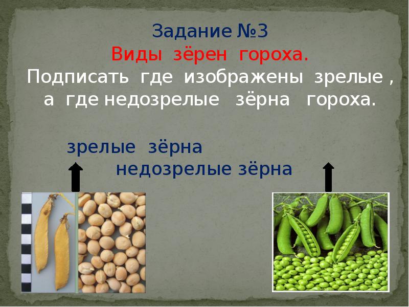 Номер гороха. Горох презентация. Презентация на тему горох. Строение гороха. Доклад про горох.