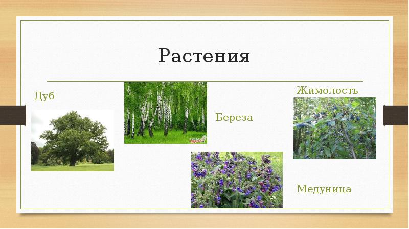 Растительный и животный мир умеренных поясов 5 класс презентация