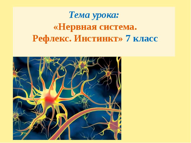 Презентация на тему рефлексы и инстинкты