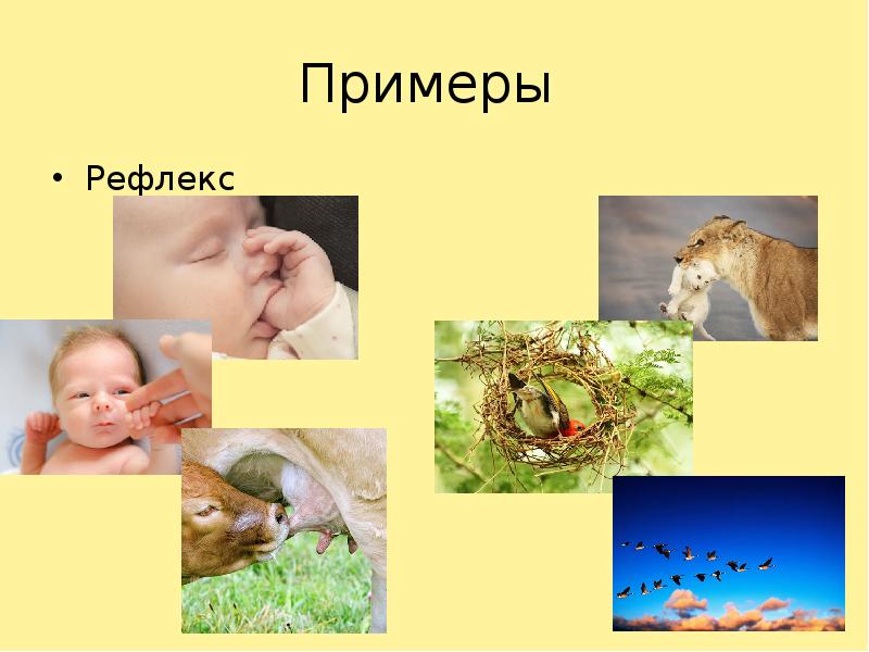 Инстинкт и рефлекс разница