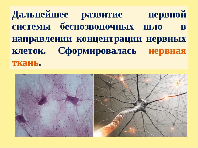 Нервная система рефлекс инстинкт 7 класс биология