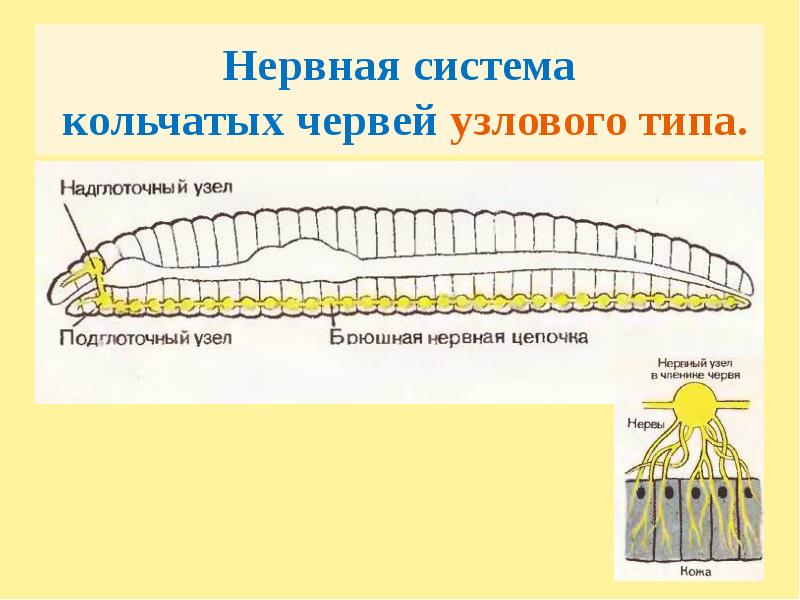 Система червей. Нервная система кольчатых червей 7. Узловая нервная система у кольчатых червей. Тип кольчатые черви 7 класс нервная система. Нервная система кольчатые черви 7 класс.