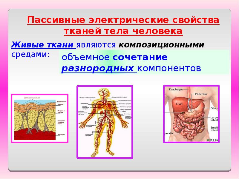 Тело живого организма