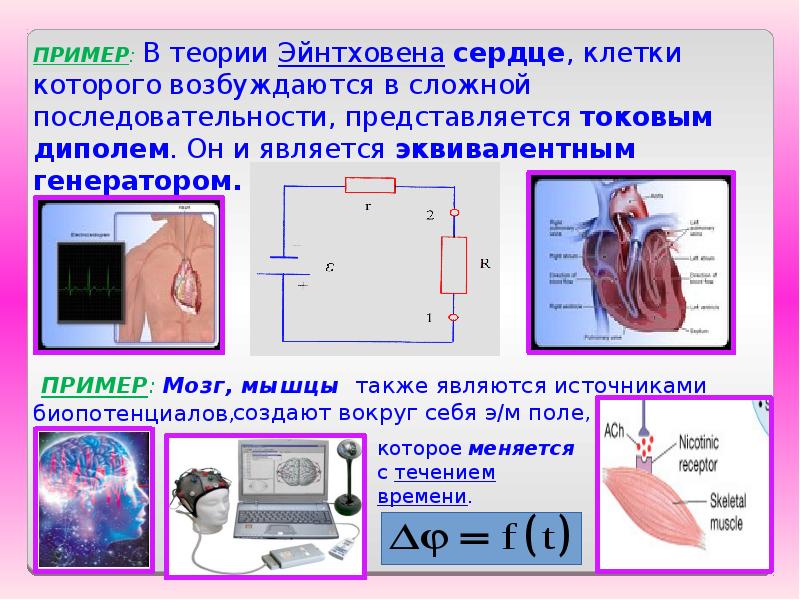 Сопротивление тканей. Основные положения теории Эйнтховена. Сердце по теории Эйнтховена. Физические основы теории Эйнтховена. Электрическая схема тканей организма.