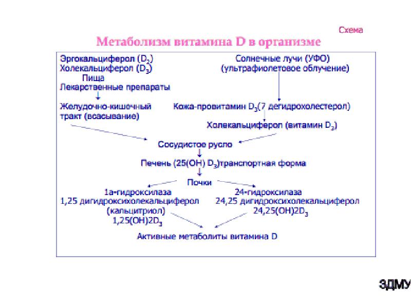 Механизм развития рахита схема