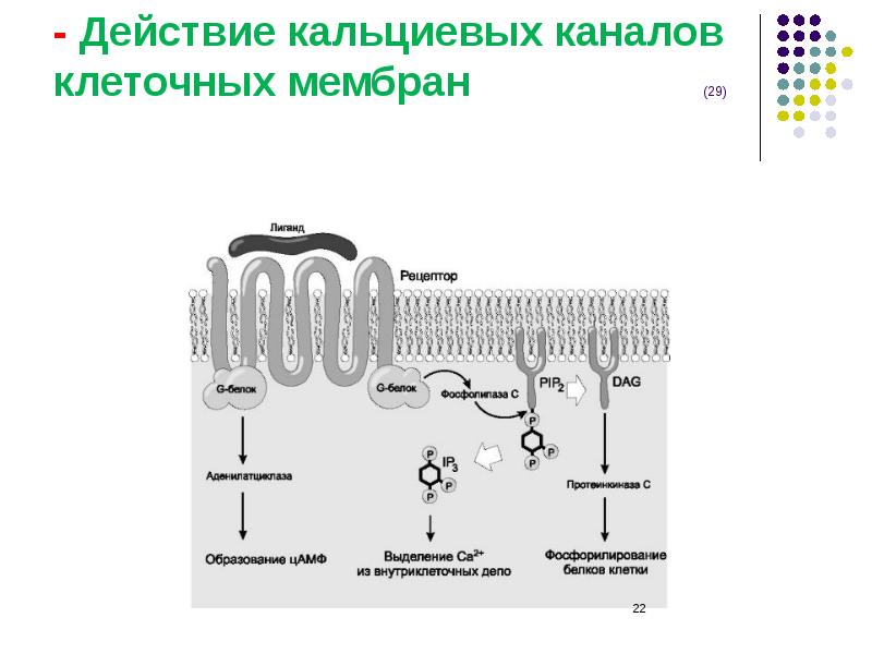 Кальциевый. Строение кальциевого насоса. Кальциевые каналы строение. Кальциевый канал Тип транспорта. Кальциевые каналы в мембране.