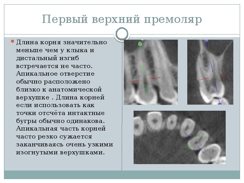 Презентация на тему морфология