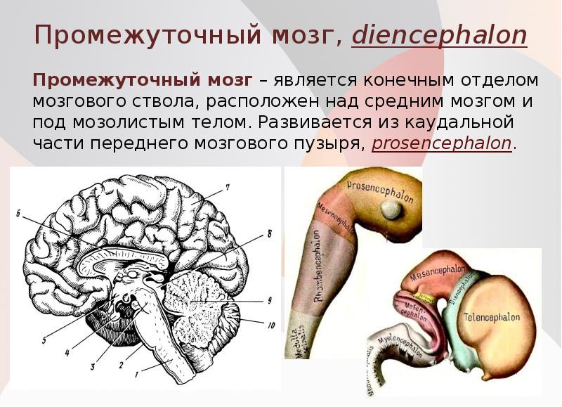 Промежуточный строение и функции. Промежуточный мозг анатомия строение. Структуры отделов и функции промежуточного мозга. Анатомическое строение промежуточного мозга. Промежуточный мозг структура и функции.