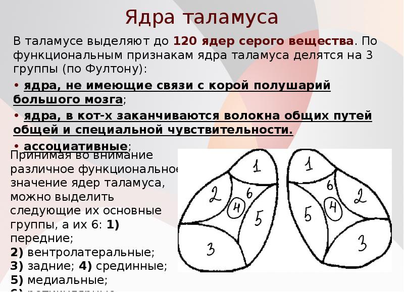 Ядра таламуса
В таламусе выделяют до 120 ядер серого вещества. По функциональным Ядра таламуса
В таламусе выделяют до 120 ядер серого вещества. По функциональным