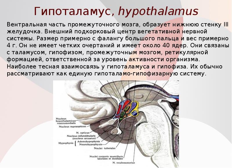 3 функции промежуточного мозга