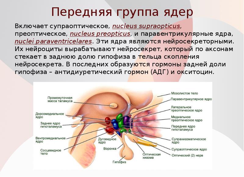 Передняя группа ядер
Включает супраоптическое, nucleus supraopticus, преоптическое, nucleus preopticus, и Передняя группа ядер
Включает супраоптическое, nucleus supraopticus, преоптическое, nucleus preopticus, и