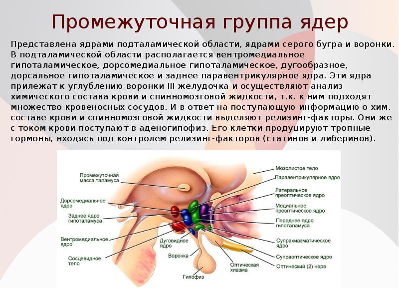 Промежуточная группа ядер
Представлена ядрами подталамической области, ядрами серого бугра и Промежуточная группа ядер
Представлена ядрами подталамической области, ядрами серого бугра и