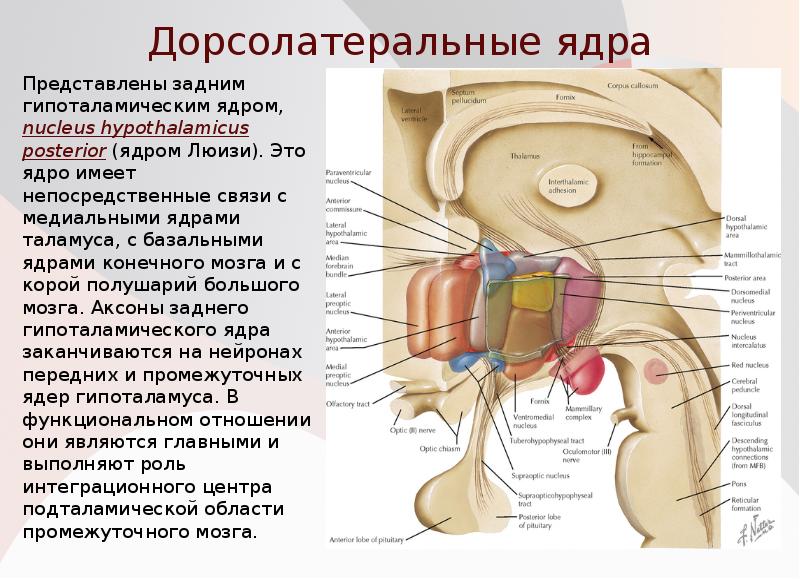 Дорсолатеральные ядра
Представлены задним гипоталамическим ядром, nucleus hypothalamicus posterior (ядром Люизи). Дорсолатеральные ядра
Представлены задним гипоталамическим ядром, nucleus hypothalamicus posterior (ядром Люизи).