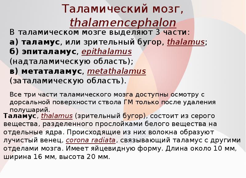 Таламический мозг, thalamencephalon
Таламус, thalamus (зрительный бугор), состоит из серого вещества, Таламический мозг, thalamencephalon
Таламус, thalamus (зрительный бугор), состоит из серого вещества,