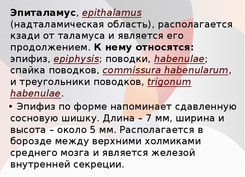 Эпиталамус, epithalamus (надталамическая область), располагается кзади от таламуса и является его Эпиталамус, epithalamus (надталамическая область), располагается кзади от таламуса и является его