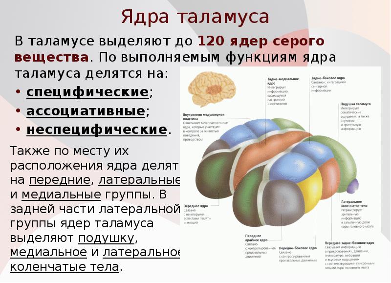 Ядра промежуточного мозга