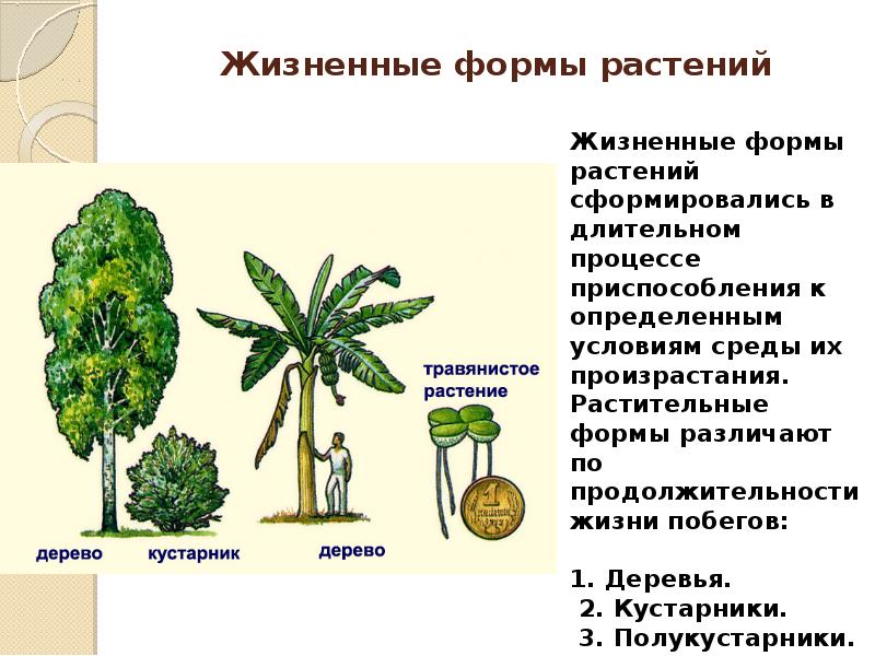 Таблица жизненной формы. Жизненные формы. Жизненные формы культурных растений. Все жизненные формы растений. Жизненная форма травы.