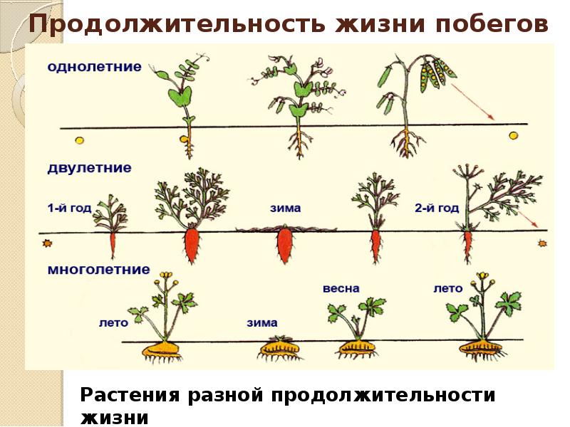 Схема продолжительности жизни