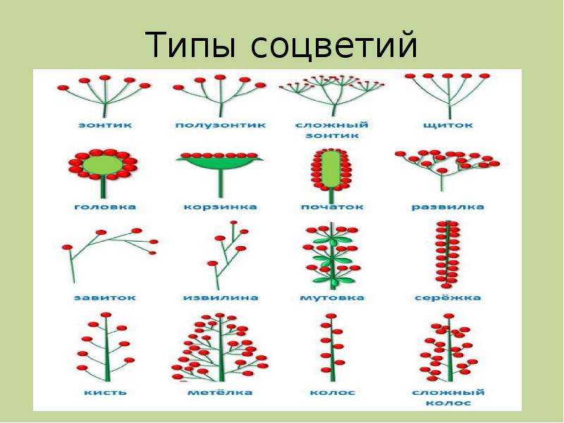 Типы соцветия растений