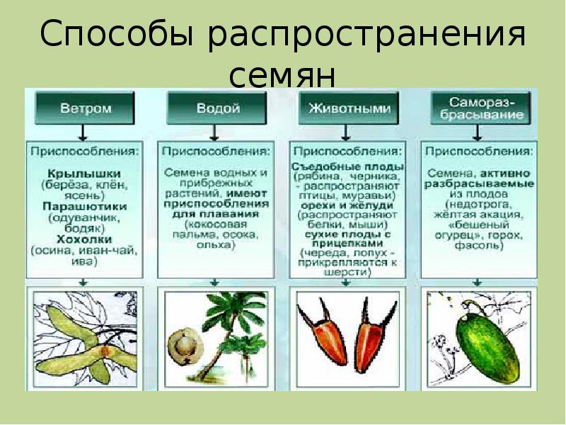 Генеративное размножение растений какие органы. Способы распространения семян. Способы распространения плодов и семян. Способы распространения семян растений. Сообщение способы распространения семян.