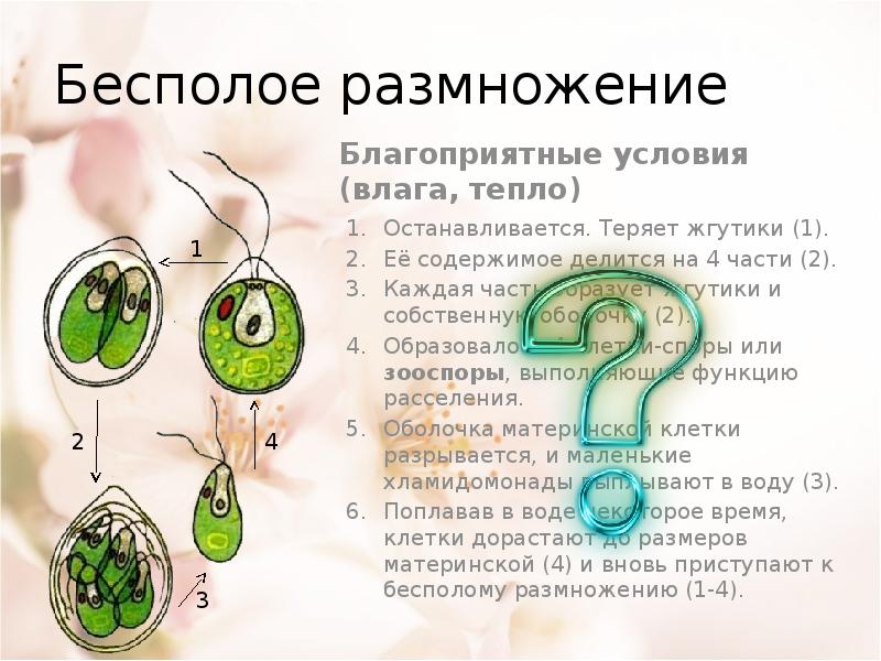 Половое размножение презентация